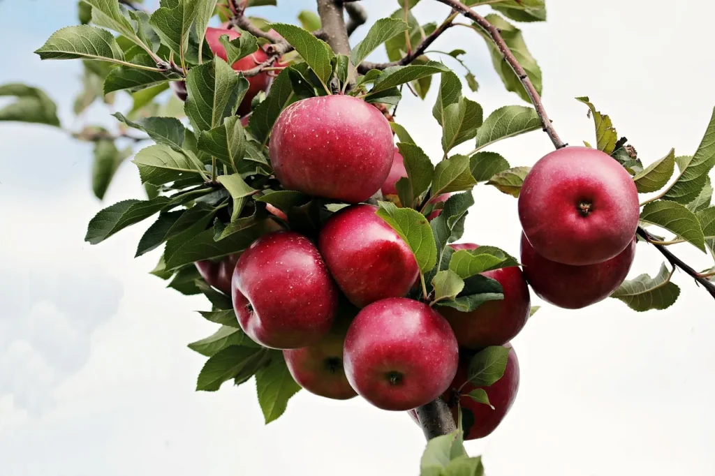 carhartt apple butter