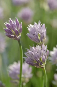 edible purple flower